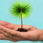 A-handpalm-with-a-tree-growing-on-top-of-it