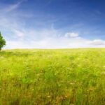 Dreamlike-Summer-grassland-landcape-with-tree-1