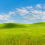 Dreamlike-Summer-grassland-landcape-with-tree-2