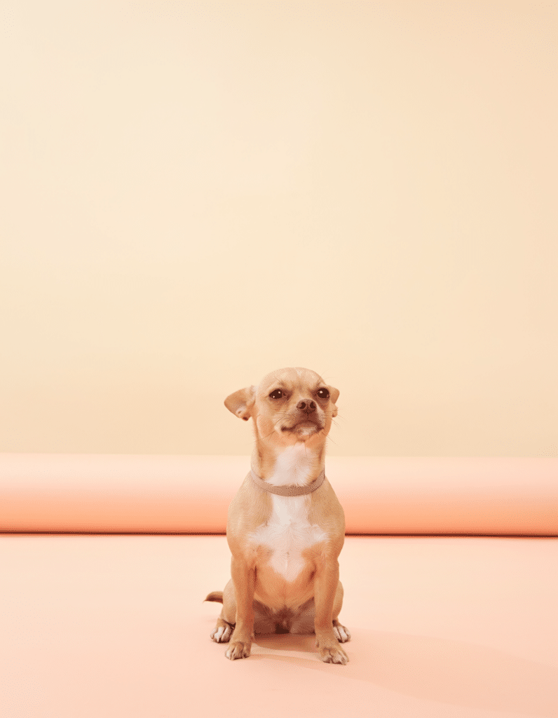 Firefly Schulung unserTRAINING, Beispiel generiert mit Firefly 5, Hund