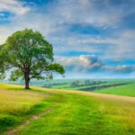 Firefly Dreamlike summer grassland landscape with a tree 83892