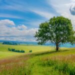 Firefly Dreamlike summer grassland landscape with a tree 89322