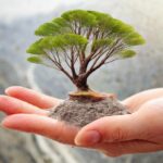 Firefly a handpalm with a tree growing on it 27263 (2)