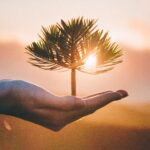 Firefly a handpalm with a tree growing on it 33518