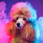 Firefly modelling a poodle 33518