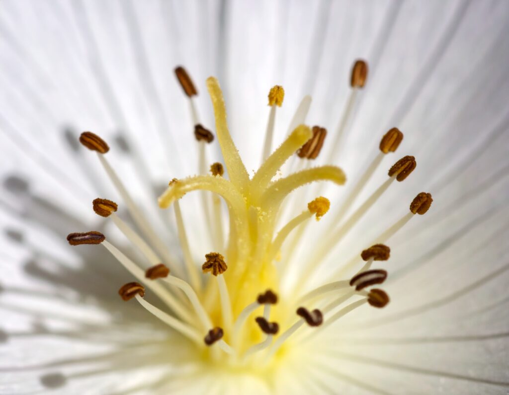 Beispiel: Makroaufnahme einer Blume generiert mit Firefly Version 4