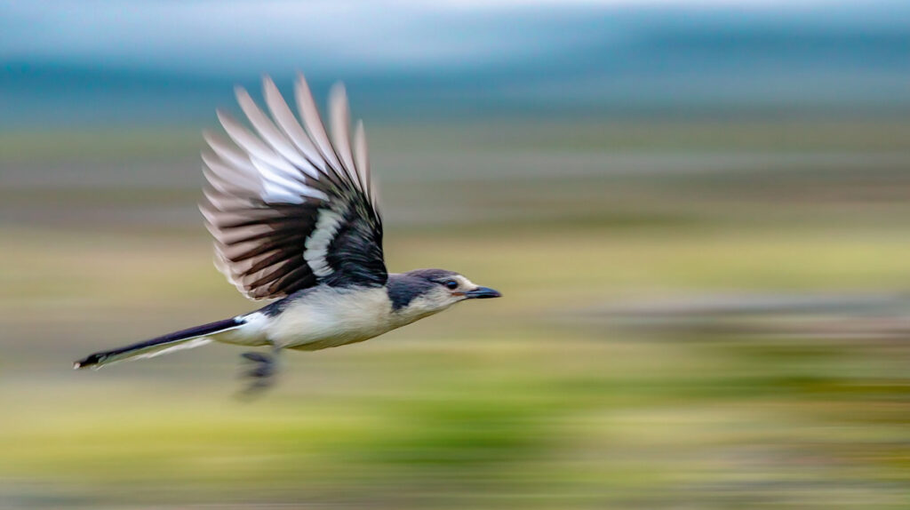 Midjourney Vogel Bewegung Flug Beispiel 3