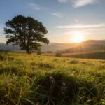 Firefly_Dreamlike summer grassland landscape with a big tree 603288