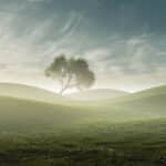 Dreamlike summer grassland landcape with tree