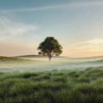 Dreamlike summer grassland landcape with tree